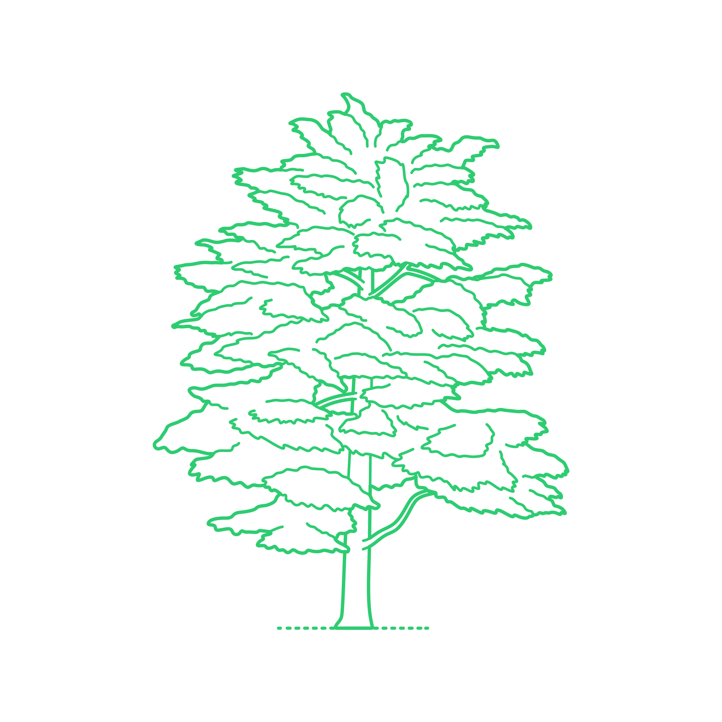 Plants Cedars Atlas Cedar Stencil Svg Design File Free Vectors